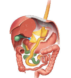 Roux-En-Y Gastric Bypass